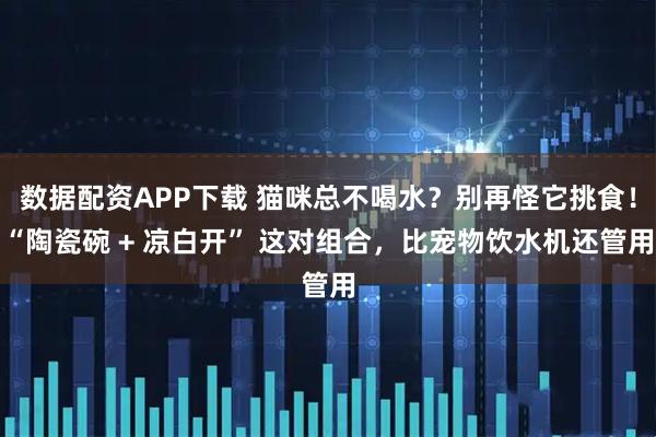 数据配资APP下载 猫咪总不喝水？别再怪它挑食！“陶瓷碗 + 凉白开” 这对组合，比宠物饮水机还管用