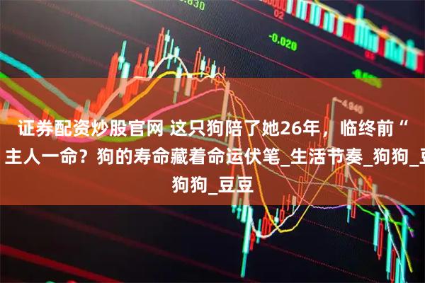 证券配资炒股官网 这只狗陪了她26年，临终前“救”主人一命？狗的寿命藏着命运伏笔_生活节奏_狗狗_豆豆